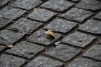 AUTUNNO AUTUNNO