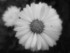 flowers_01 flowers_01
