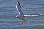 I gabbiani del trasimeno I gabbiani del trasimeno