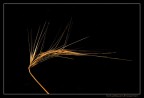 gold gold