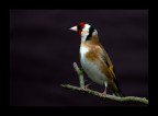 cardellino