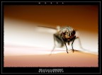 :: MOSCA... :: MOSCA...