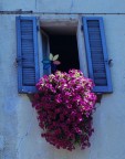 fiori alla finestra fiori alla finestra