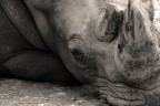 poveRINO poveRINO