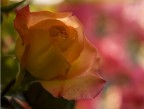 Una rosa
