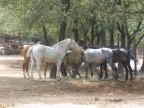 cavalli che mangiano in piedi cavalli che mangiano in piedi