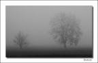 nebbia 02