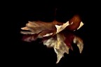 shape and colors of autumn shape and colors of autumn