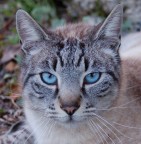 Primo piano ad un gatto