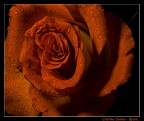 Rosèe Rosèe