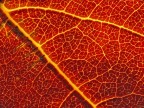 Magma Vitale Magma Vitale
