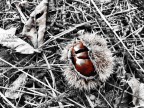 Castagne nel riccio
Austis (NU)
04/11/2007 h. 12.05
Canon Powershot A540