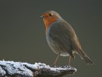 Pettirosso Pettirosso