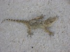 salamandra!!! salamandra!!!