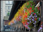 Lucerna Lucerna