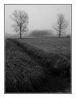 Foschia in Lomellina Foschia in Lomellina