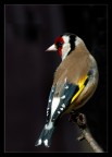 cardellino cardellino