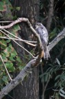 Sparviere Maschio in natura Sparviere Maschio in natura