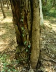 La timida Edera