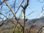 fiore autunnale?? fiore autunnale??
