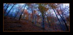 bosco d'autunno 3 bosco d'autunno 3