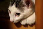 Toffy cucciolo... Toffy cucciolo...