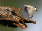 In volo... In volo...