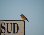 La ricerca della strada La ricerca della strada