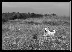 la mia cagnolina che corre felice e spensierata al lago di Canterno nella Ciociaria.
Ogni consiglio e critica � sempre gradito.