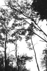 alberi alberi