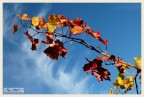 Autunno Autunno