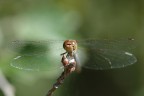 Libellula