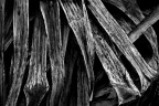Agave Agave
