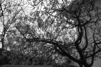 Autunno in b.n.