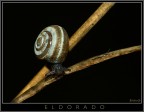Eldorado Eldorado