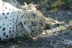 LEOPARDO LEOPARDO