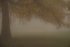 Bosco nella nebbia Bosco nella nebbia