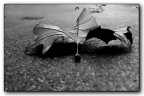 ::: LA FINE ::: ::: LA FINE :::
