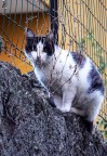 La gattina del muretto La gattina del muretto