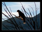 The king of the sky The king of the sky