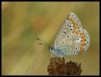 Farfallina Farfallina