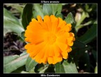 Il fiore arancio Il fiore arancio