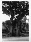 L'albero L'albero