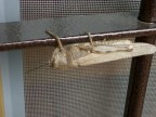 Cavalletta Aggrappata alle inferiate di Casa Mia