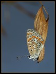 Farfallina Farfallina