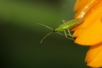 Insetto (Alydidae) Insetto (Alydidae)