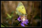 La farfalla...e ragno La farfalla...e ragno