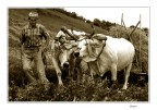 Il lavoro duro dei campi Il lavoro duro dei campi