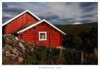 NORWEGIAN RED NORWEGIAN RED