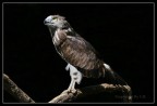 Falco Biancone Falco Biancone